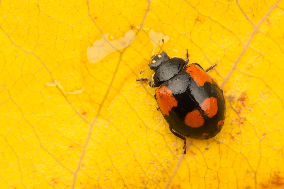 Two Spot Ladybird (Black Form) 2